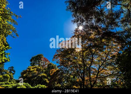 Sunburst à travers les arbres à Sheffield Park, Sussex, Royaume-Uni Banque D'Images