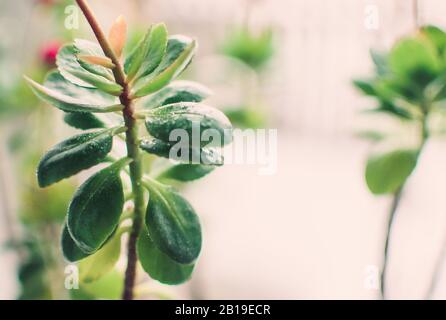 Feuilles de sedum sucent ou de Hylotelephium spectabile, de glace ou de stonecrop, dans un pot d'argile sur un seuil de fenêtre. Modèle de conception. Banque D'Images