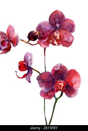 Orchidée rose foncé sauvage, dessinée avec aquarelle, carte postale botanique Banque D'Images