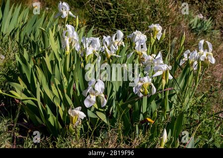 Iris Albicans Lange Ou Cimetière Iris Blanc Belle Fleur Dans La Conception  Du Jardin