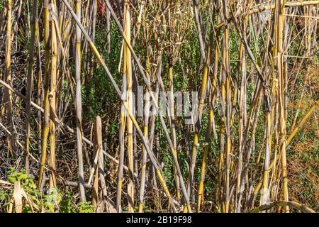 Arundo Donax, Canne Commune Poussant Sur Un Hillside Banque D'Images