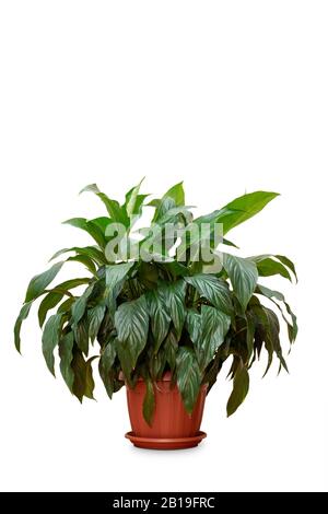 Plante de Spathiphyllum devant un fond blanc. Banque D'Images