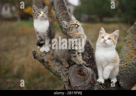 Trois chatons drôles assis sur un tronc d'arbre. Les jeunes chats adorables jouent dans la nature Banque D'Images