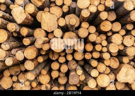 Pile de grumes de bois prêts pour l'hiver. Beaucoup de pile de journaux avec plein cadre pour la texture et le papier peint. Banque D'Images