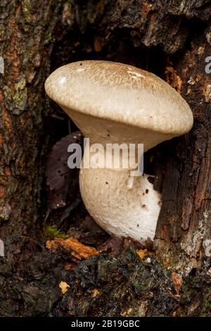 Jeune Pleurotus dryinus, qui pousse sur un tronc mort d'un arbre. Leon, Espagne Banque D'Images