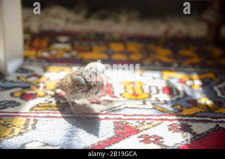 Alimentation Du Bébé Sparrow Banque D'Images