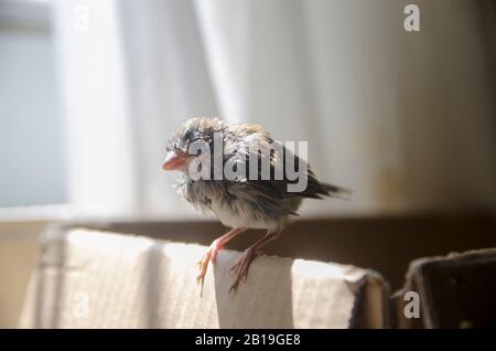 Alimentation Du Bébé Sparrow Banque D'Images