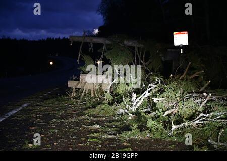 Vendredi, la tempête Helga s'est abattue en pleine force. Forêt de tempête abattue au nord de Motala.photo Jeppe Gustafsson Banque D'Images