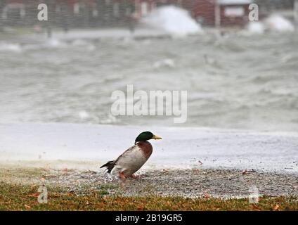 Storm Helga s'est tiré en pleine force sur le lac Vättern vendredi.photo Jeppe Gustafsson Banque D'Images