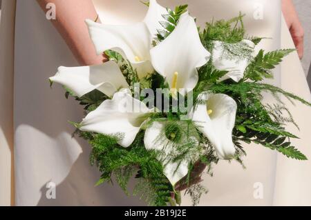 Bouquet de nénuphars ou de gansets. Zantedeschia aethiopica. Calla Lily. Gannet. Banque D'Images