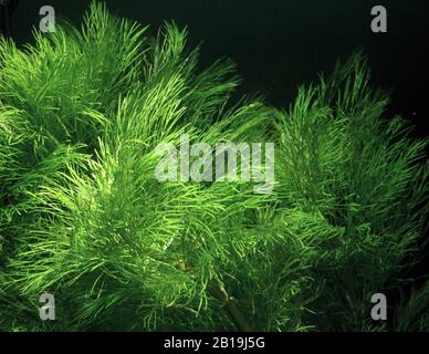 Fanwort géant, Cabomba Aquatica Banque D'Images