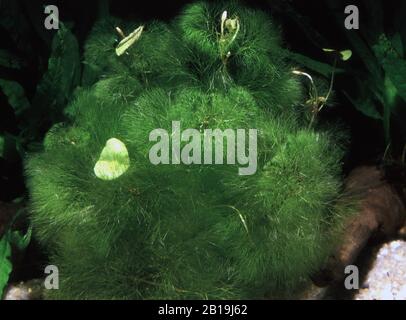 Fanwort géant, Cabomba Aquatica Banque D'Images