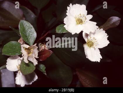 Fleurs de la tête de terrier, Echinodorus cordifolius Banque D'Images