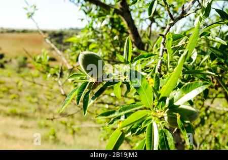 Branche d'amande avec fruits dans un vignoble. Amande. Prunus dulcis. Arbre d'amande arabe. Banque D'Images