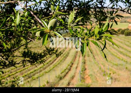 Branche d'amande avec fruits dans un vignoble. Amande. Prunus dulcis. Arbre d'amande arabe. Banque D'Images