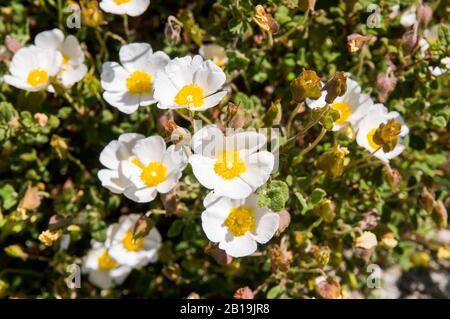 Cistus albidus L., rockrose blanc, steppe blanc. Spécimen D'ALBINO Banque D'Images