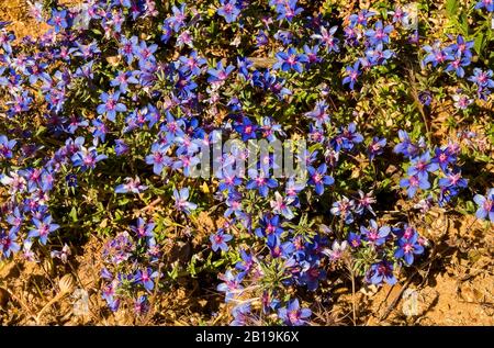 Fleurs de Blue Pimpernel Anagallis Monelli au printemps en Espagne. Lysimachia monelli. Banque D'Images