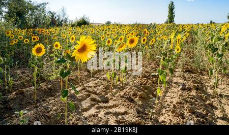 Culture du tournesol par un beau jour d'été en Espagne. Helianthus annuus. Banque D'Images