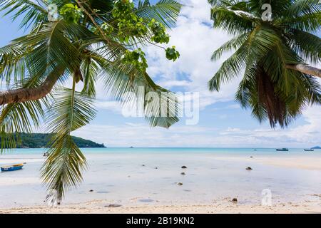 Deux palmiers inclinés sur une belle plage et encadrant cette image, sur l'île capitale de Mahe, aux Seychelles. Banque D'Images