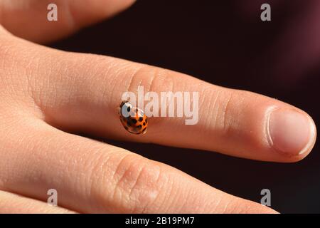 Près d'un insecte de coccinelle est assis sur un doigt d'enfant Banque D'Images