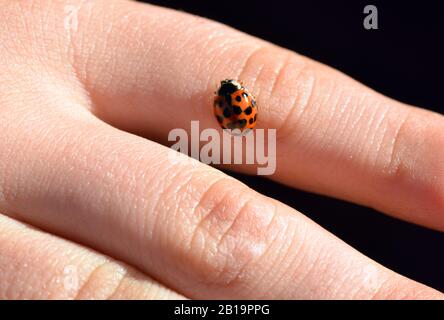 Un coccinelle est assis sur un childs près de la main Banque D'Images