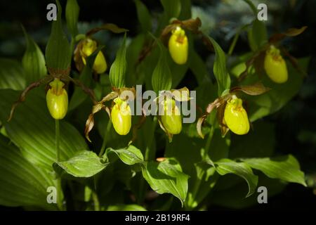 Une orchidée sauvage de printemps nord-américaine au soleil aux couleurs frappées, le Cypripedium parviflorum, communément connu sous le nom de Yellow Lady's Slipper Banque D'Images