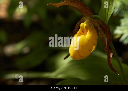 Une orchidée sauvage de printemps nord-américaine au soleil aux couleurs frappées, le Cypripedium parviflorum, communément connu sous le nom de Yellow Lady's Slipper Banque D'Images