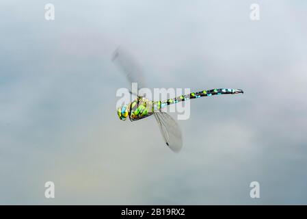 Southern Hawker (Aeshna cyea), homme en vol, Haute-Autriche, Autriche Banque D'Images