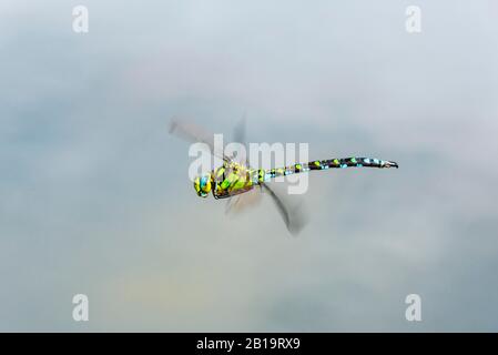 Southern Hawker (Aeshna cyea), homme en vol, Haute-Autriche, Autriche Banque D'Images