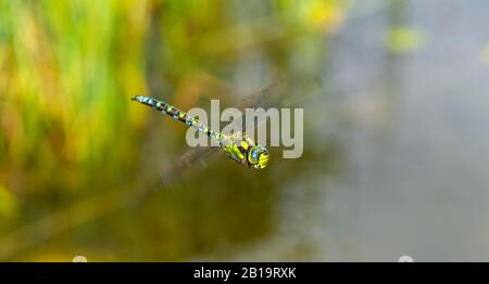 Southern Hawker (Aeshna cyea), homme en vol, Haute-Autriche, Autriche Banque D'Images