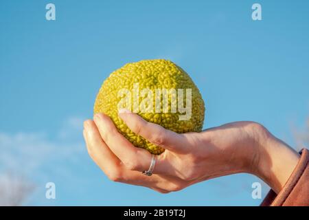 Main féminine tenant une pomme Maclura pomifera, communément appelée Osage orange, haie ou haie. Banque D'Images