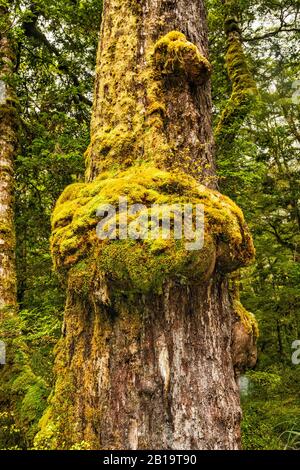 Burls poussant sur le tronc de hêtre rouge, randonnée nature du lac Gunn, vallée d'Eglinton, parc national de Fiordland, région de Southland, île du Sud, Nouvelle-Zélande Banque D'Images