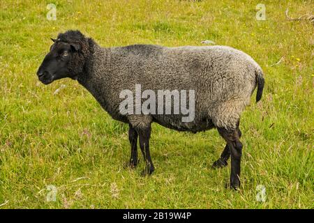 Moutons Dans Les Pâturages, Région De Takaka Hill, Près Du Parc National D'Abel Tasman, District De Tasman, Île Du Sud, Nouvelle-Zélande Banque D'Images