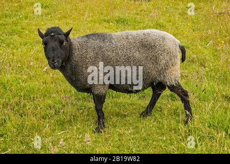 Moutons Dans Les Pâturages, Région De Takaka Hill, Près Du Parc National D'Abel Tasman, District De Tasman, Île Du Sud, Nouvelle-Zélande Banque D'Images