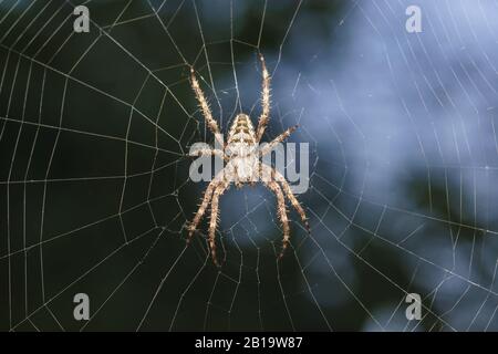 Araignée-jardin (lat. Araneus) les araignées araneomorph de la famille des araignées Orb-web (Araneidae) se trouvent sur le web. Macro Banque D'Images