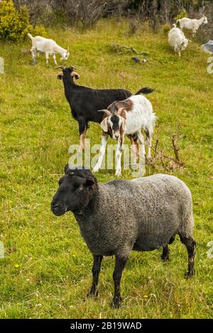 Moutons et chèvres dans les pâturages, région de Takaka Hill, près du parc national Abel Tasman, district de Tasman, île du Sud, Nouvelle-Zélande Banque D'Images