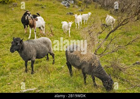 Moutons et chèvres dans les pâturages, région de Takaka Hill, près du parc national Abel Tasman, district de Tasman, île du Sud, Nouvelle-Zélande Banque D'Images