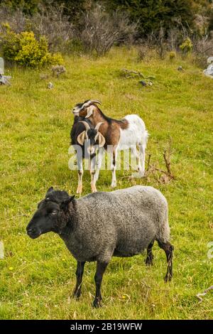 Moutons et chèvres dans les pâturages, région de Takaka Hill, près du parc national Abel Tasman, district de Tasman, île du Sud, Nouvelle-Zélande Banque D'Images