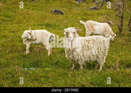 Moutons et chèvres Unshorn dans les pâturages, région de Takaka Hill, près du parc national Abel Tasman, district de Tasman, île du Sud, Nouvelle-Zélande Banque D'Images