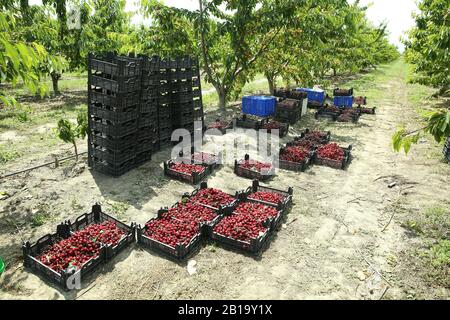 Boîtes de cerises de lapins fraîchement cueillies. Verger de cerisier industriel. Seaux de cerises noires douces et crues froncées . Vue rapprochée de l'herbe verte et Banque D'Images