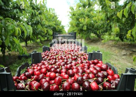 Boîtes de cerises de lapins fraîchement cueillies. Verger de cerisier industriel. Seaux de cerises noires douces et crues froncées . Vue rapprochée de l'herbe verte et Banque D'Images