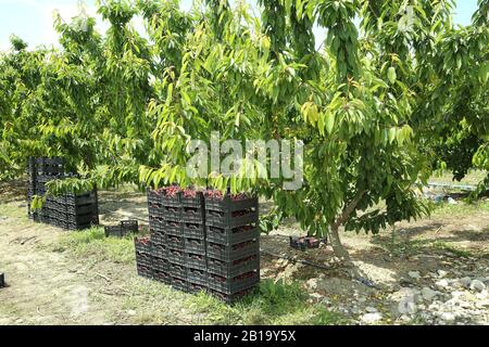 Boîtes de cerises de lapins fraîchement cueillies. Verger de cerisier industriel. Seaux de cerises noires douces et crues froncées . Vue rapprochée de l'herbe verte et Banque D'Images
