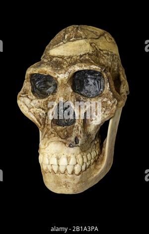 Mrs Ples Australopithecus africanus Banque D'Images