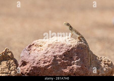Gros plan de l'agama arabe à tête toulatée (Phrynocephalus arabicus) dans le désert, debout sur une pierre Banque D'Images