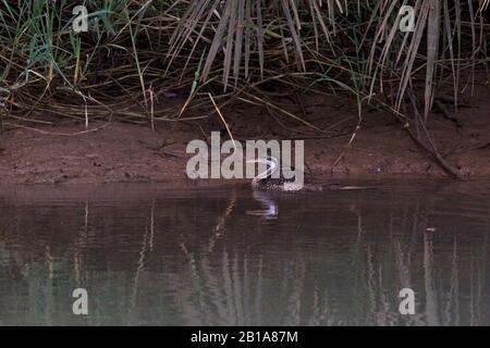 Afro Finfoot (Podica senegalensis) sur la rivière Gambie en amont de Georgetown, Gambie. Banque D'Images