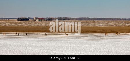 Sneon, Michigan - cerf de Virginie en hiver sur un terrain agricole au pouce du Michigan. Banque D'Images