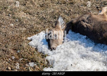 Bad Ax, Michigan - un cerf de Virginie mort, tué sur une route dans le pouce du Michigan. Banque D'Images