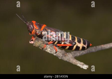 Coupe-branches moussant (Dictyophorus spumans) Situé dans une succursale près de Darling, dans l'ouest Cap d'Afrique du Sud Banque D'Images