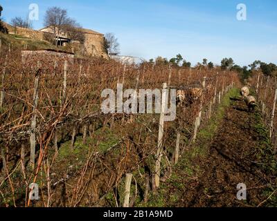 Vignoble De Can Calopa de Dalt, Parc de Collserola, Barcelone, Catalogne Banque D'Images