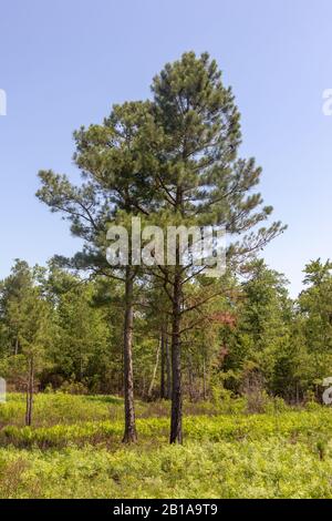 PIN à feuilles longues (Pinus palustris) en Virginie Banque D'Images